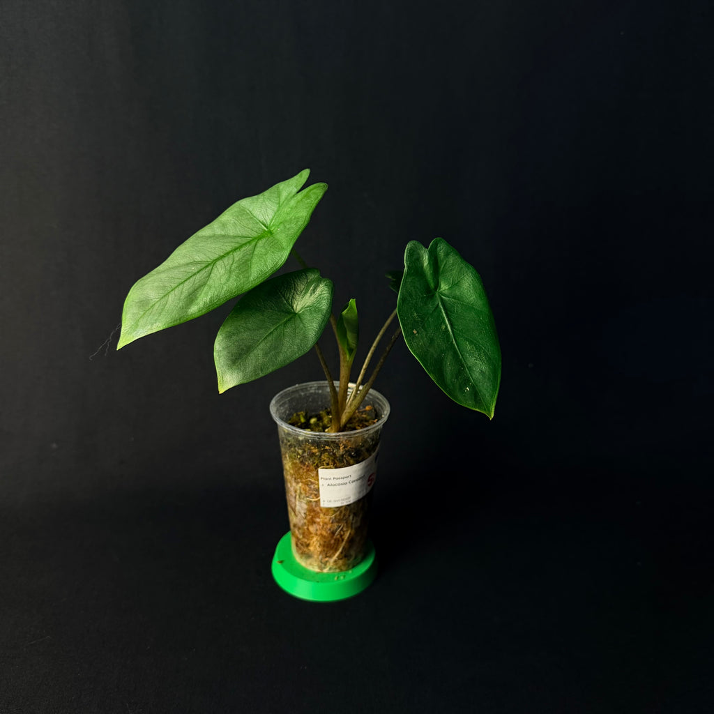 Alocasia Corazon #1-6