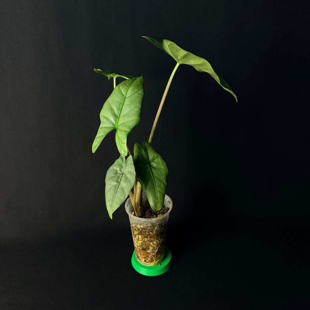 Alocasia Corazon #1-6