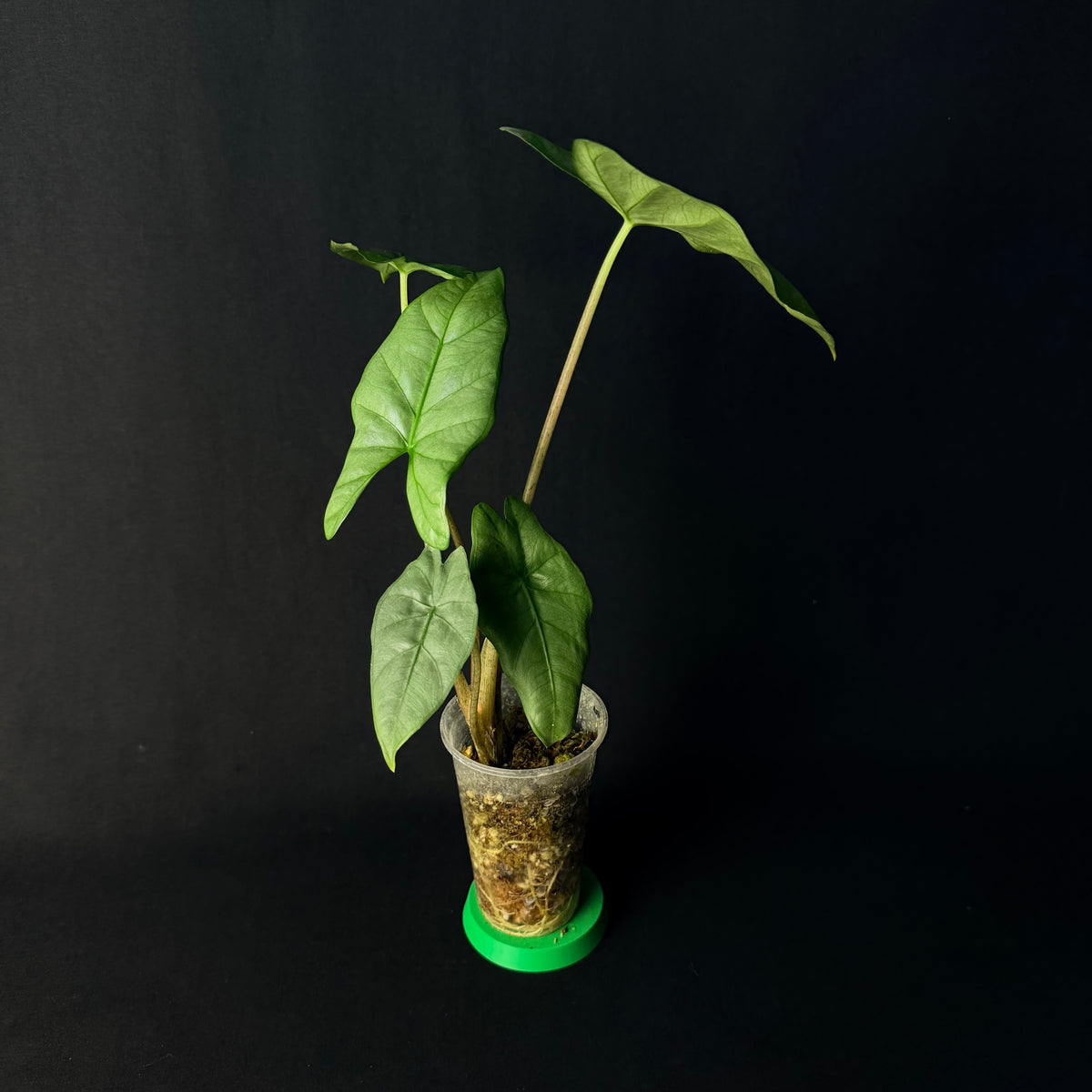 Alocasia Corazon #1-6