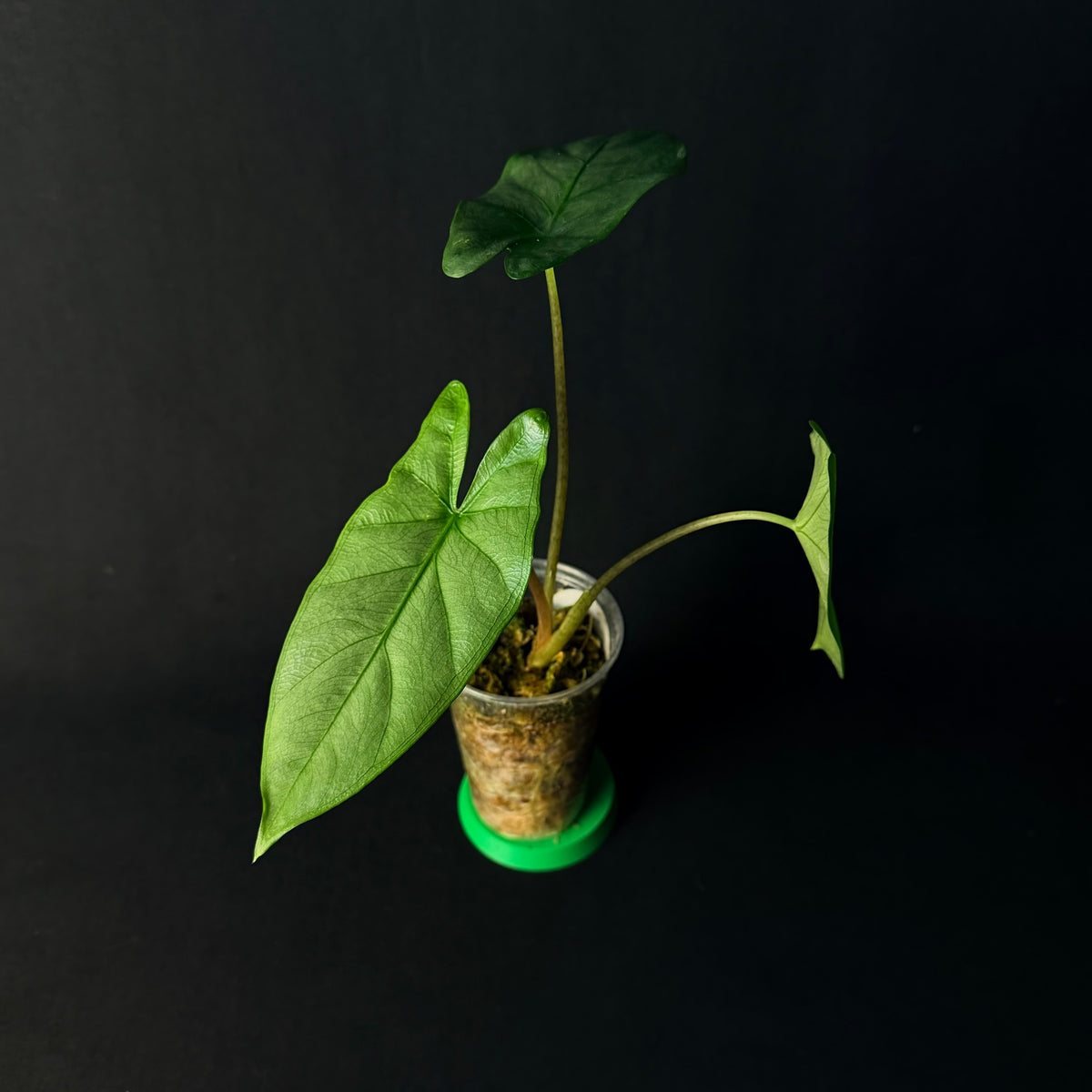 Alocasia Corazon #1-6