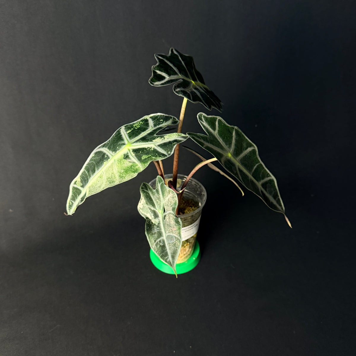 Alocasia 'Polly' Mint Variegata #1-3