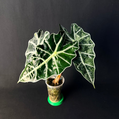 Alocasia 'Polly' Mint Variegata #1-3