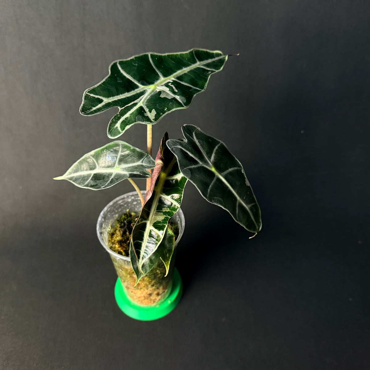 Alocasia 'Polly' Mint Variegata #1-3