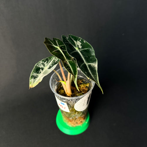 Alocasia 'Polly' Pink Variegata #1-5