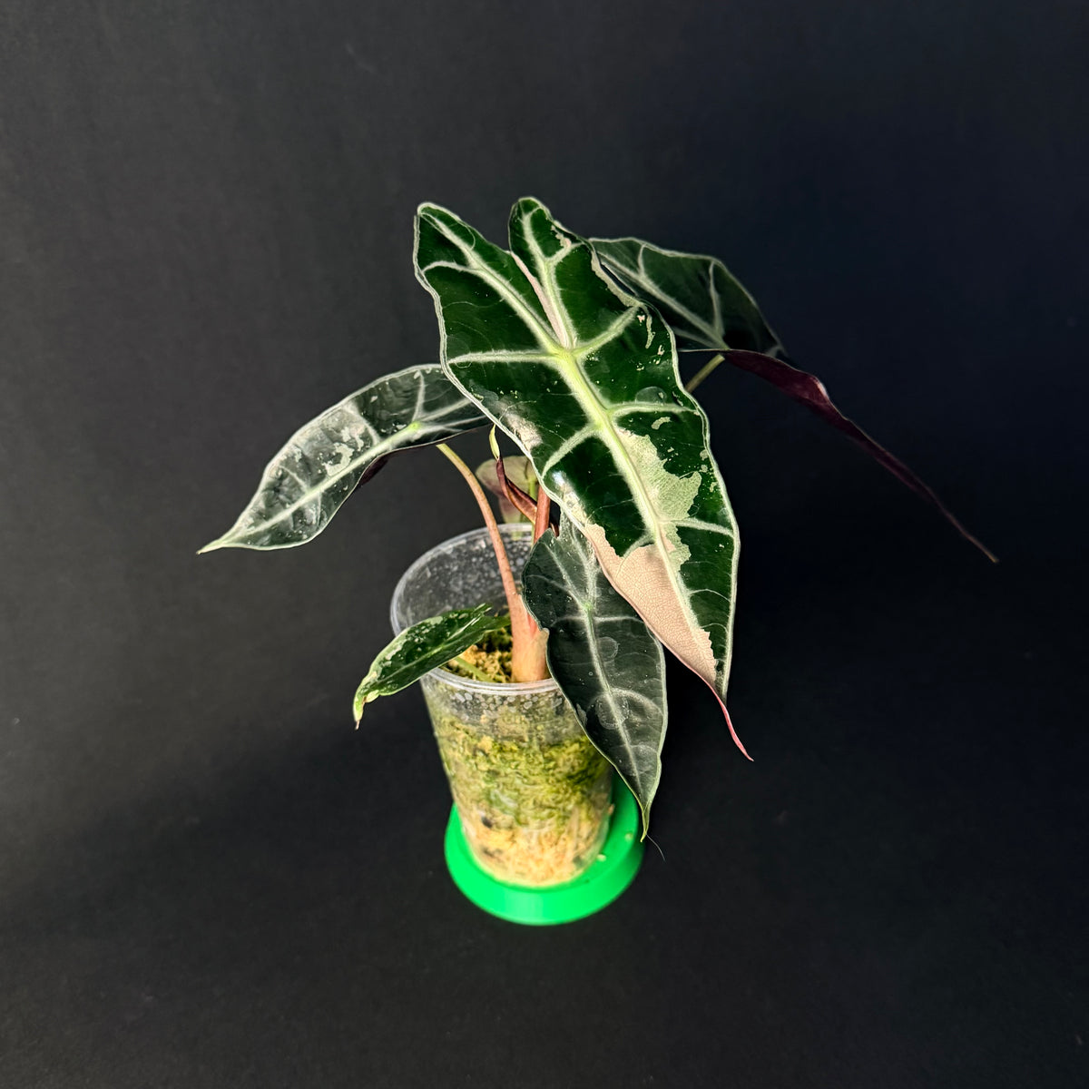 Alocasia 'Polly' Pink Variegata #1-5