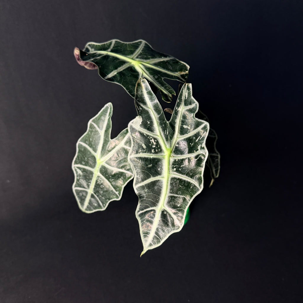 Alocasia 'Polly' Pink Variegata #1-5