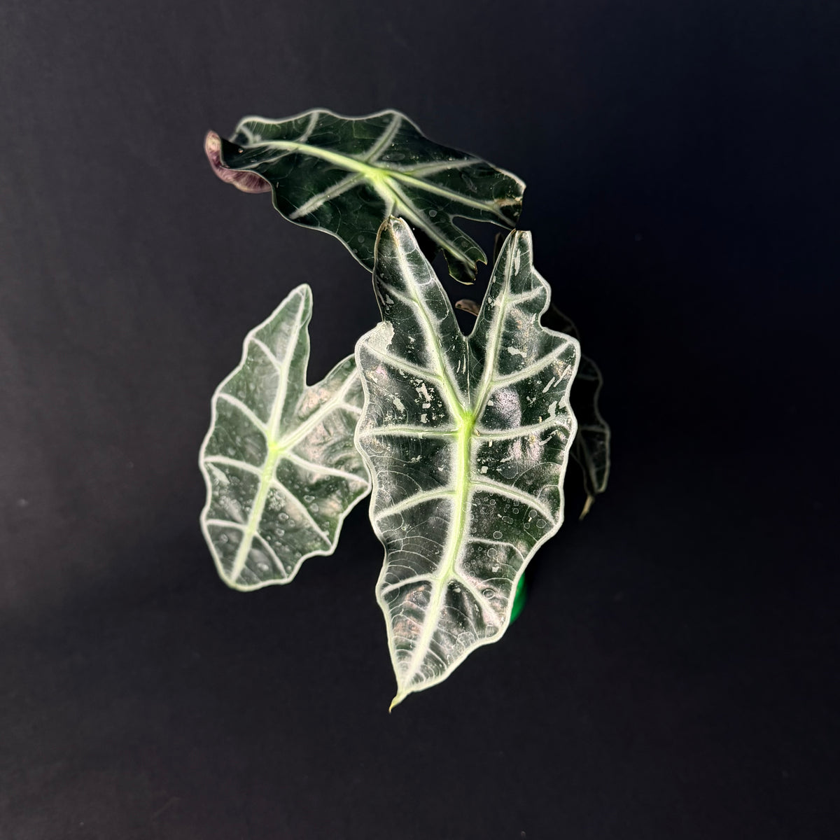Alocasia 'Polly' Pink Variegata #1-5