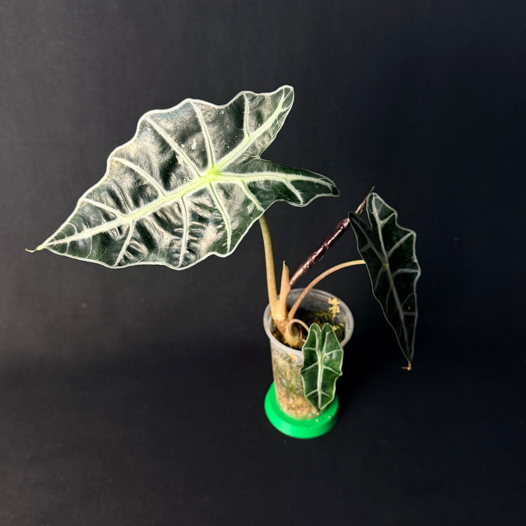 Alocasia 'Polly' Pink Variegata #1-5