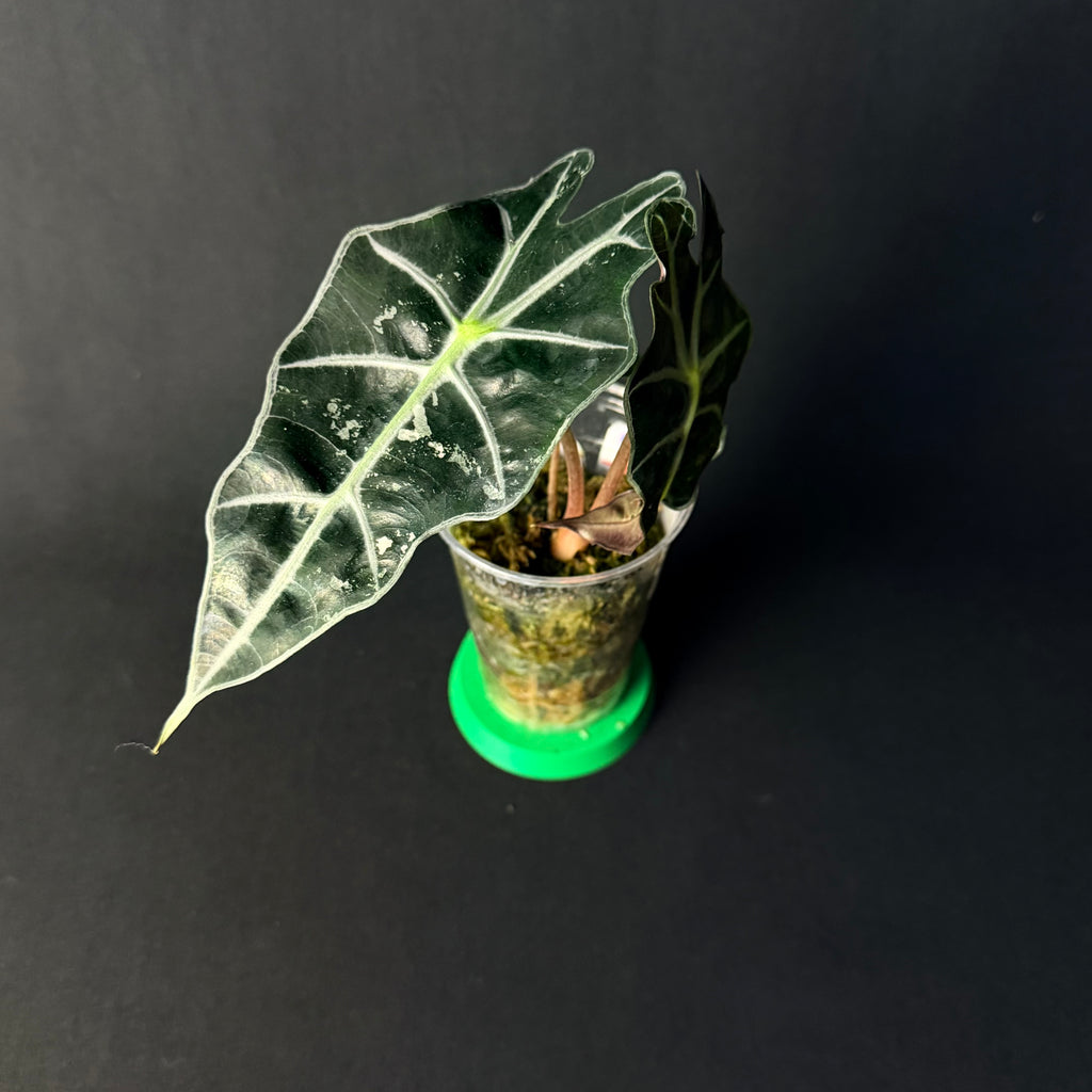 Alocasia 'Polly' Pink Variegata #1-5