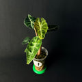 Alocasia 'Polly' Aurea Variegata #1-7