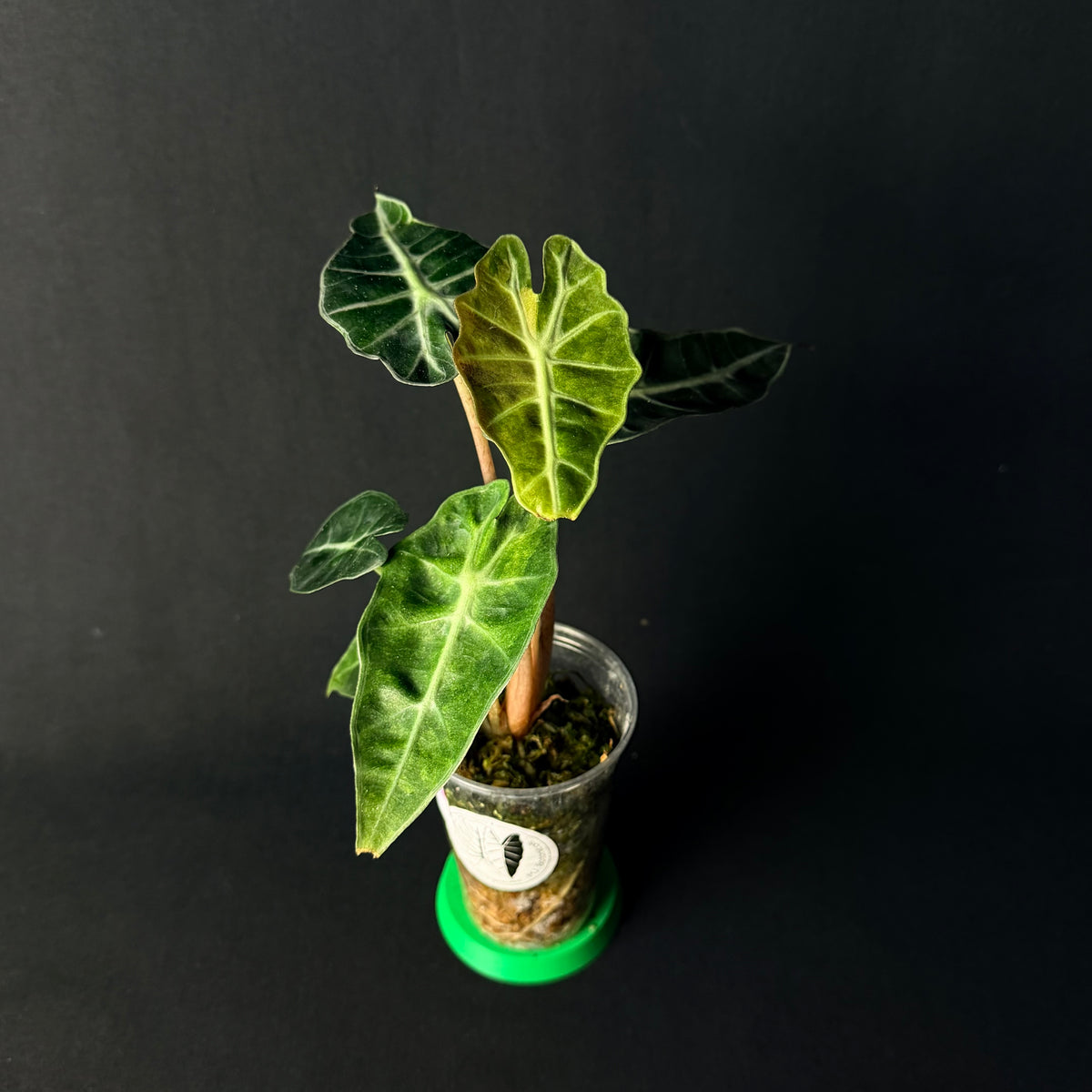 Alocasia 'Polly' Aurea Variegata #1-7
