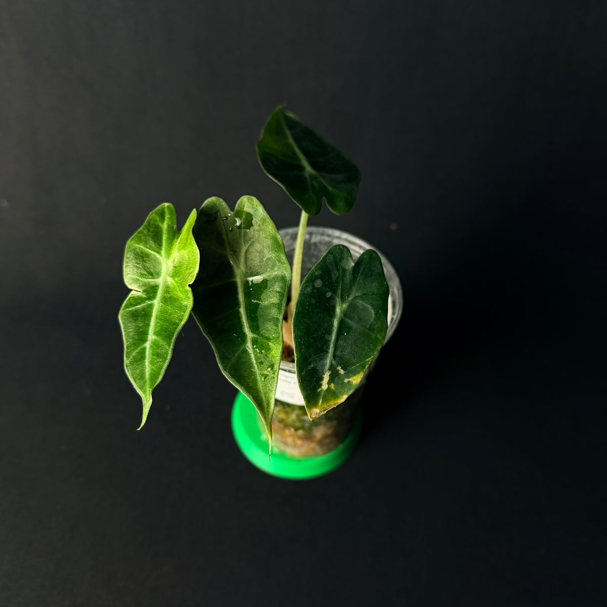 Alocasia 'Polly' Aurea Variegata #1-7