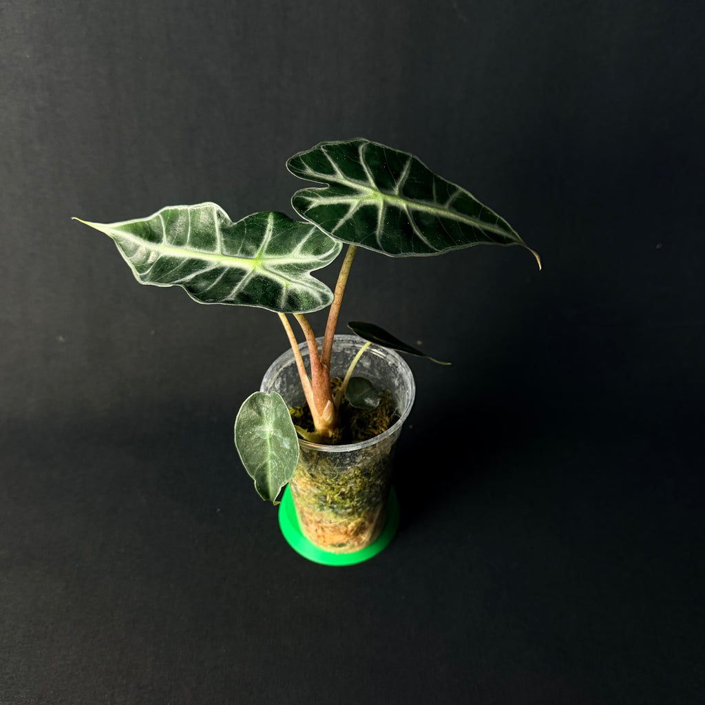 Alocasia 'Polly' Aurea Variegata #1-7