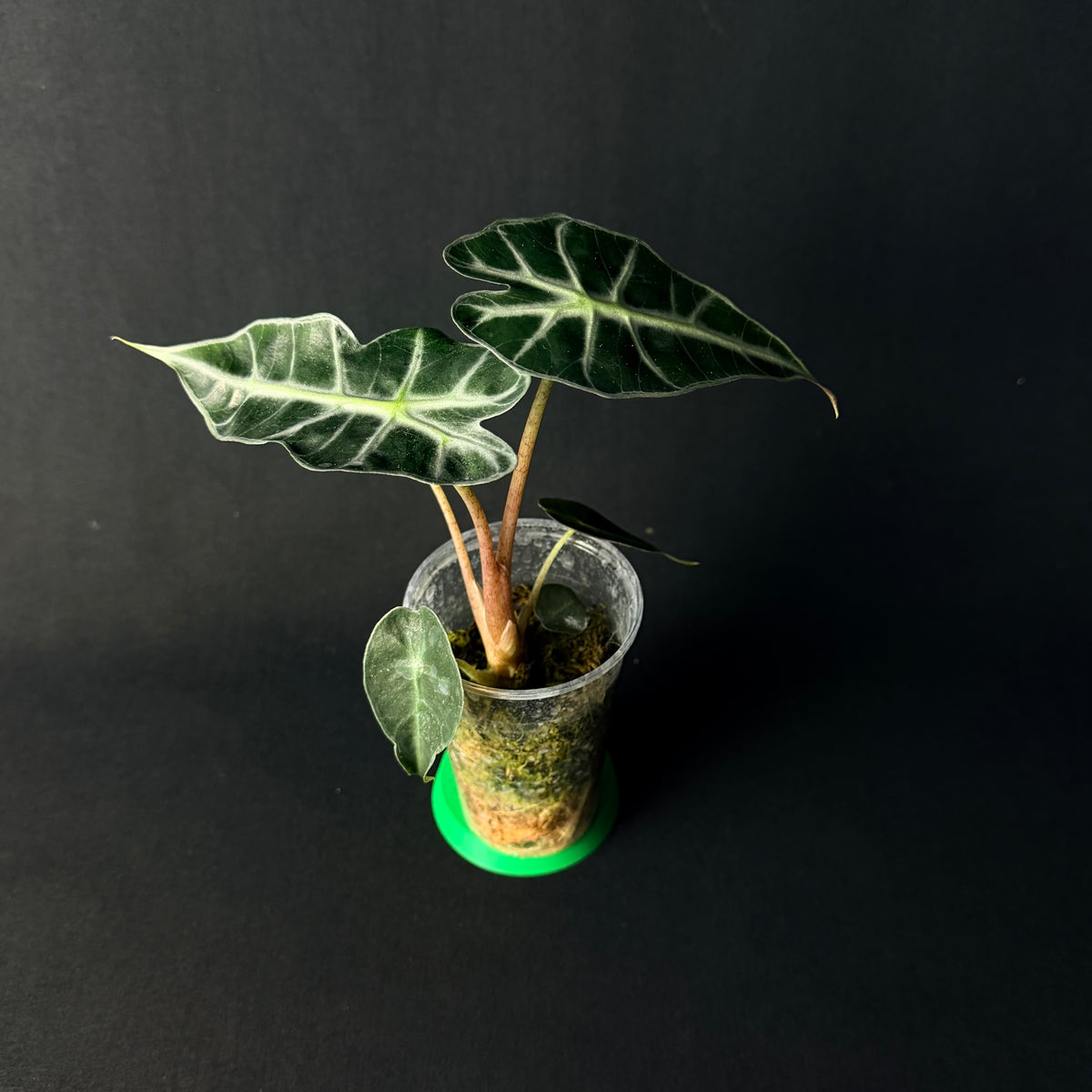 Alocasia 'Polly' Aurea Variegata #1-7