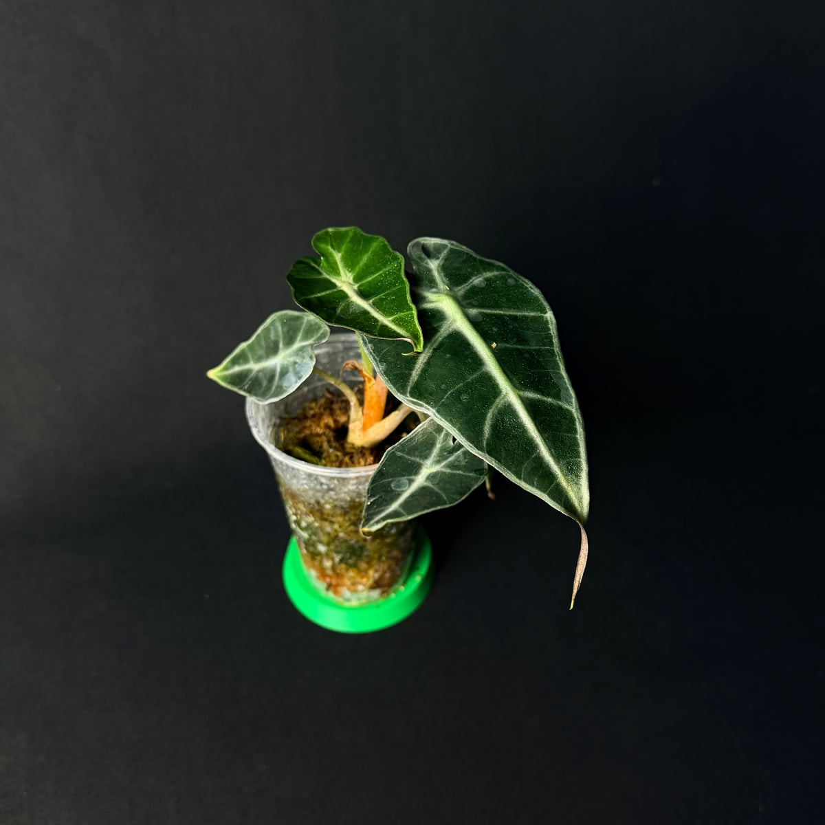 Alocasia 'Polly' Aurea Variegata #1-7