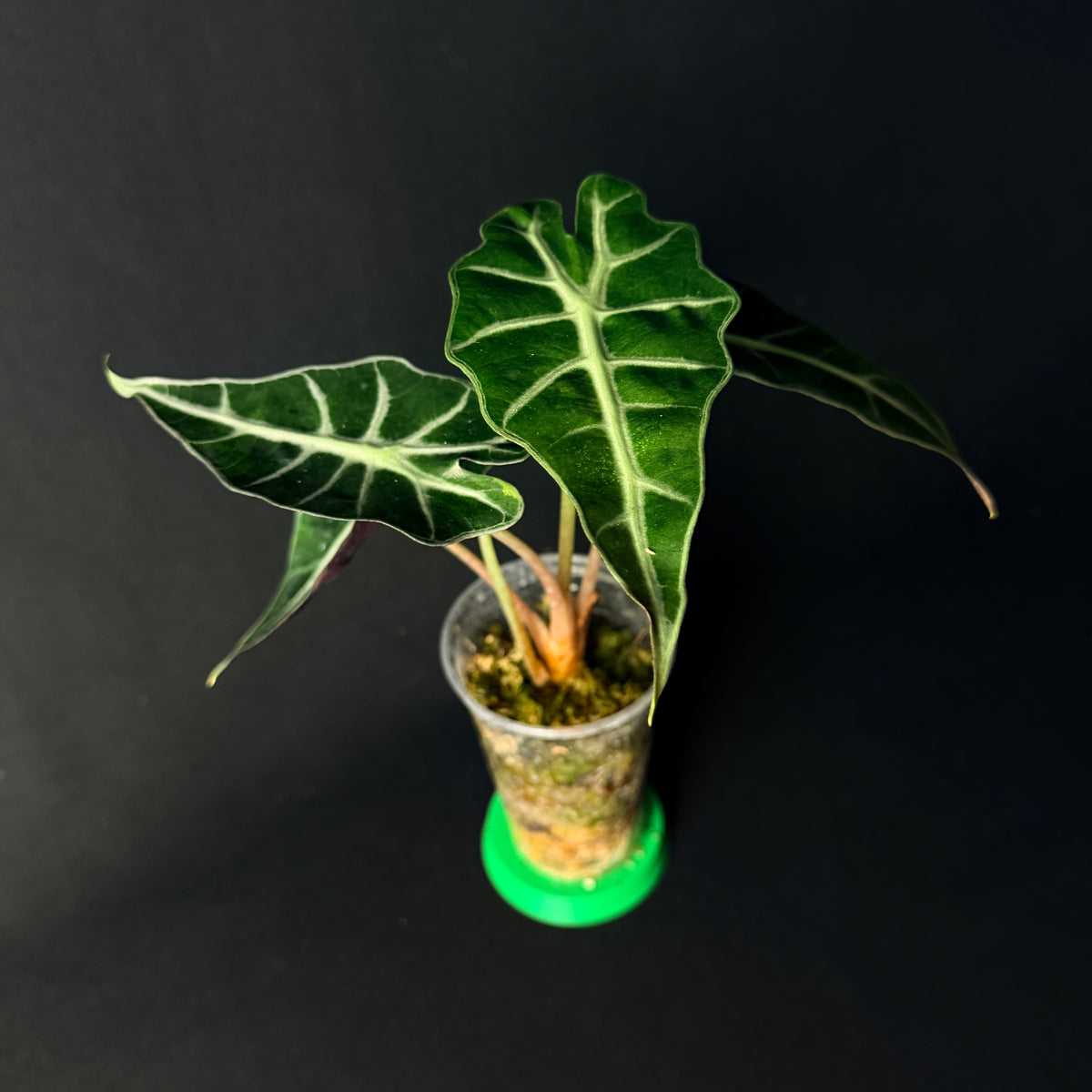 Alocasia 'Polly' Aurea Variegata #1-7