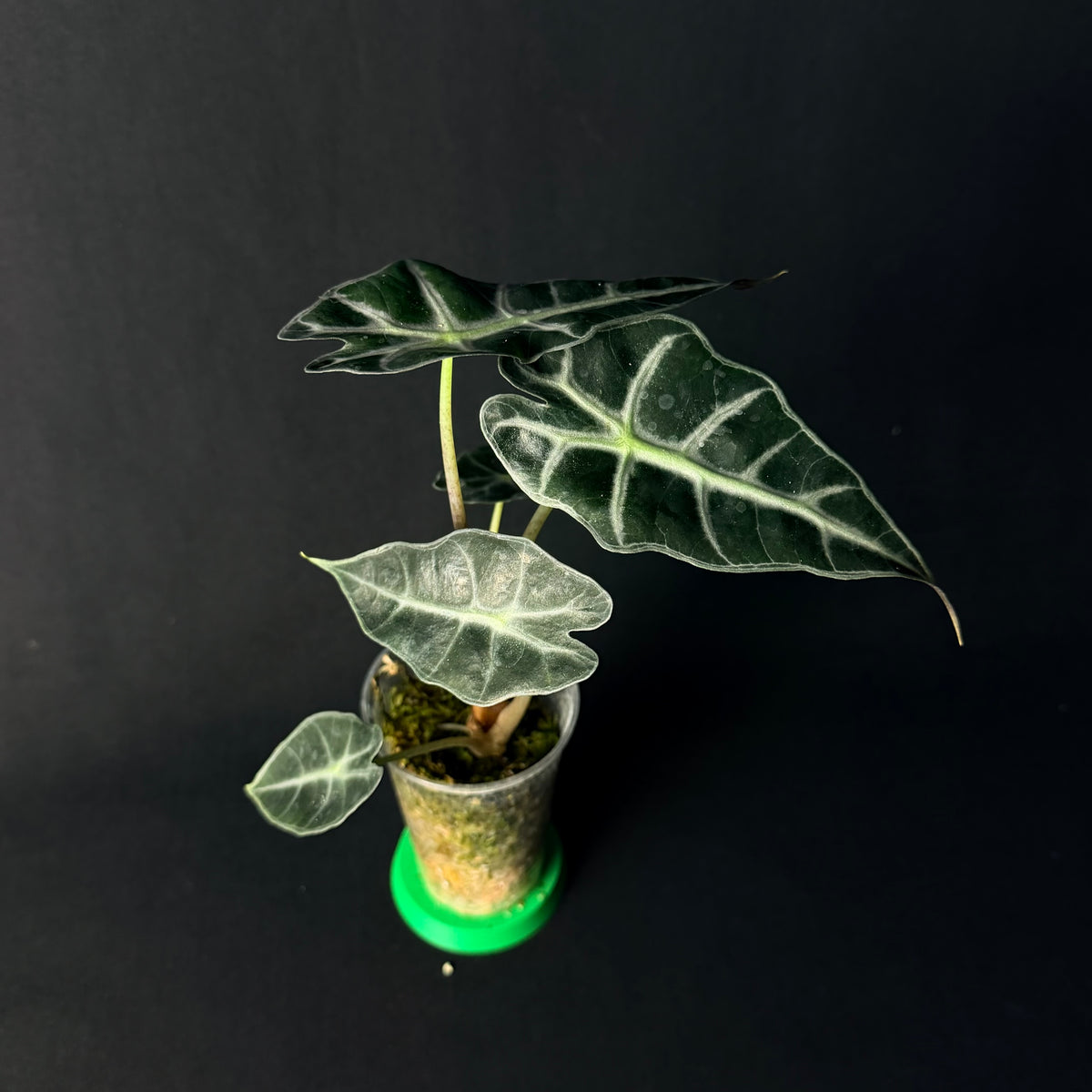 Alocasia 'Polly' Aurea Variegata #1-7