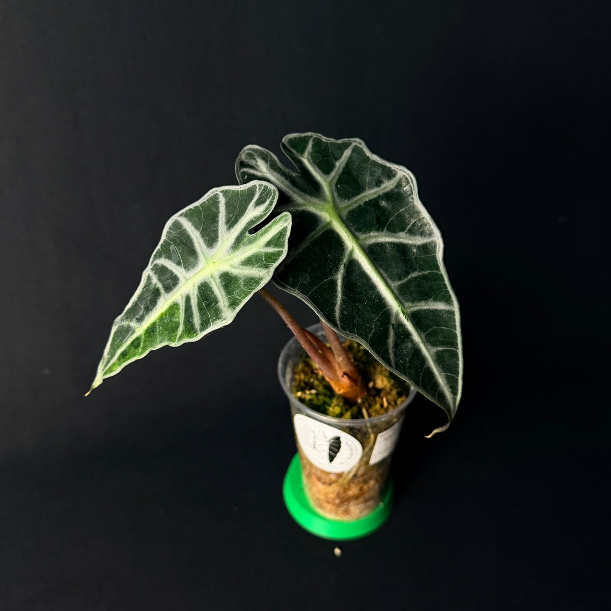 Alocasia 'Polly' Aurea Variegata #1-7