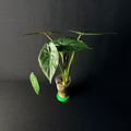 Alocasia Wentii