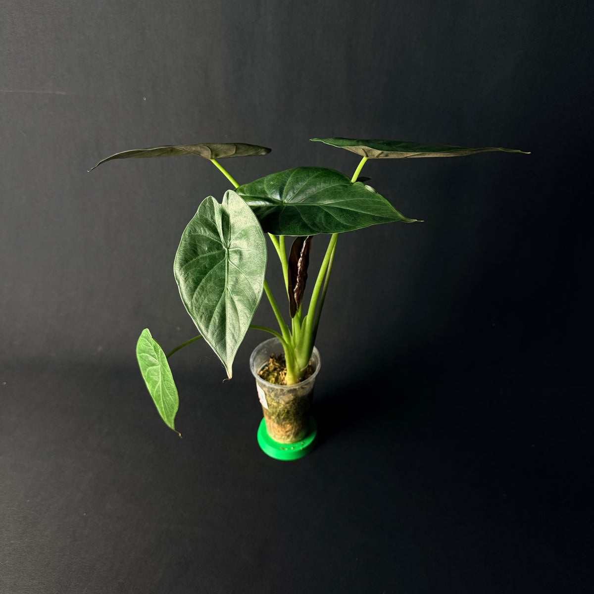 Alocasia Wentii