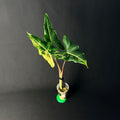 Alocasia Sarian Albo Variegata #1-2