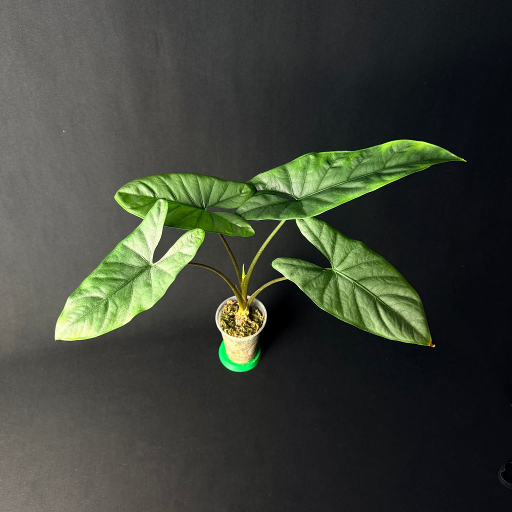 Alocasia Corazon #1-6