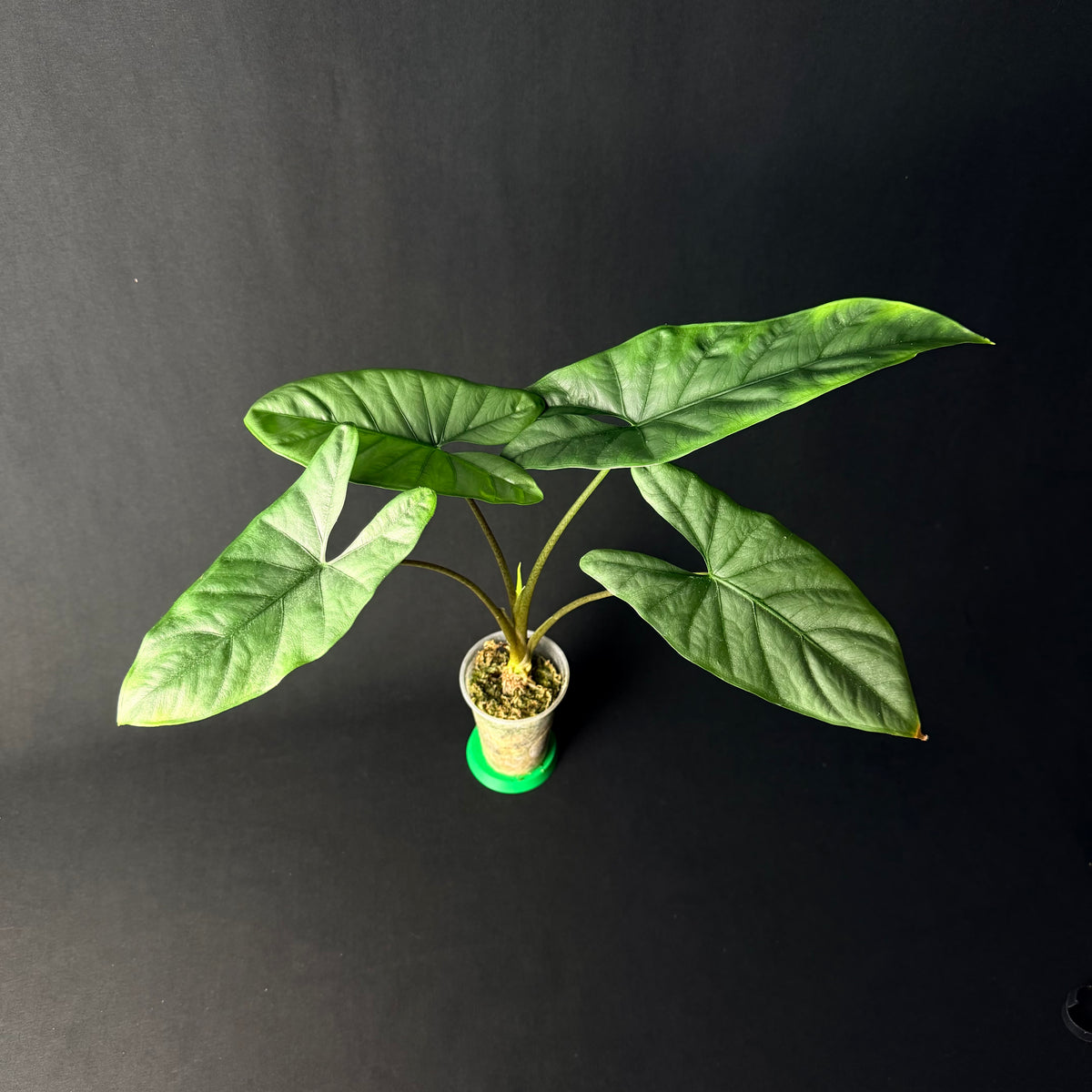 Alocasia Corazon #1-6