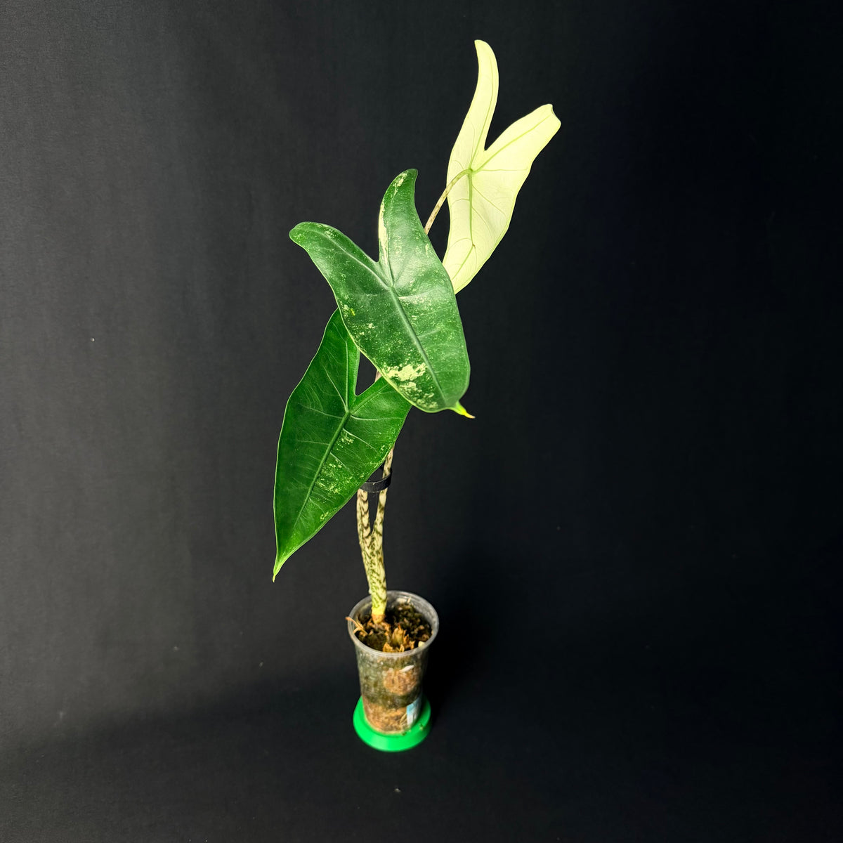 Alocasia Zebrina Albo Variegata #1-2