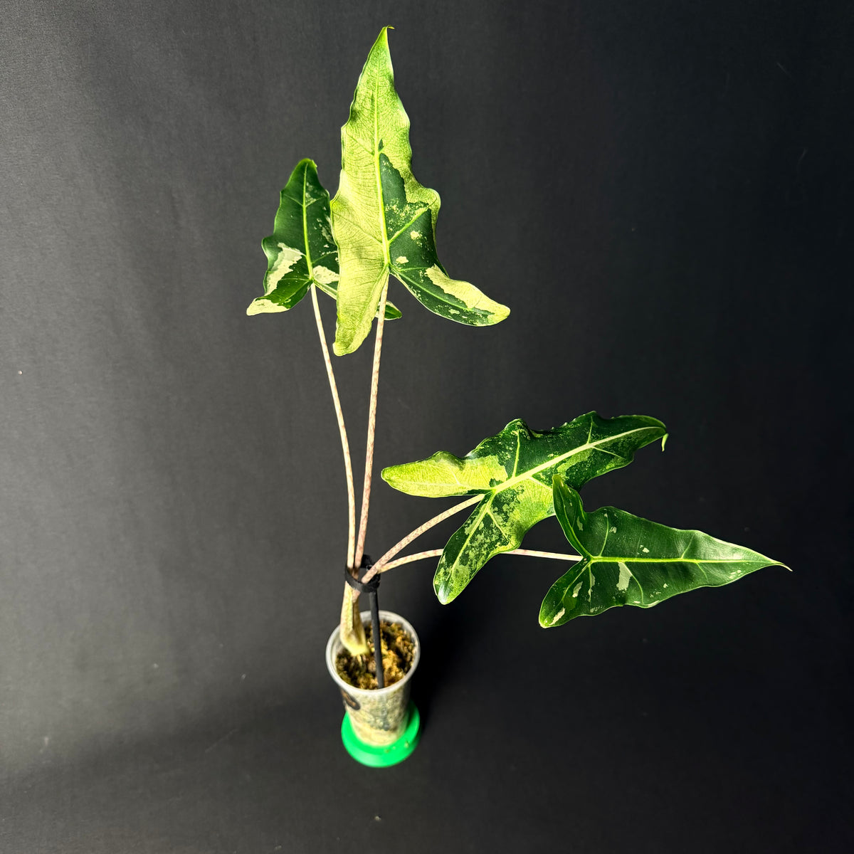Alocasia Sarian Albo Variegata #1-2