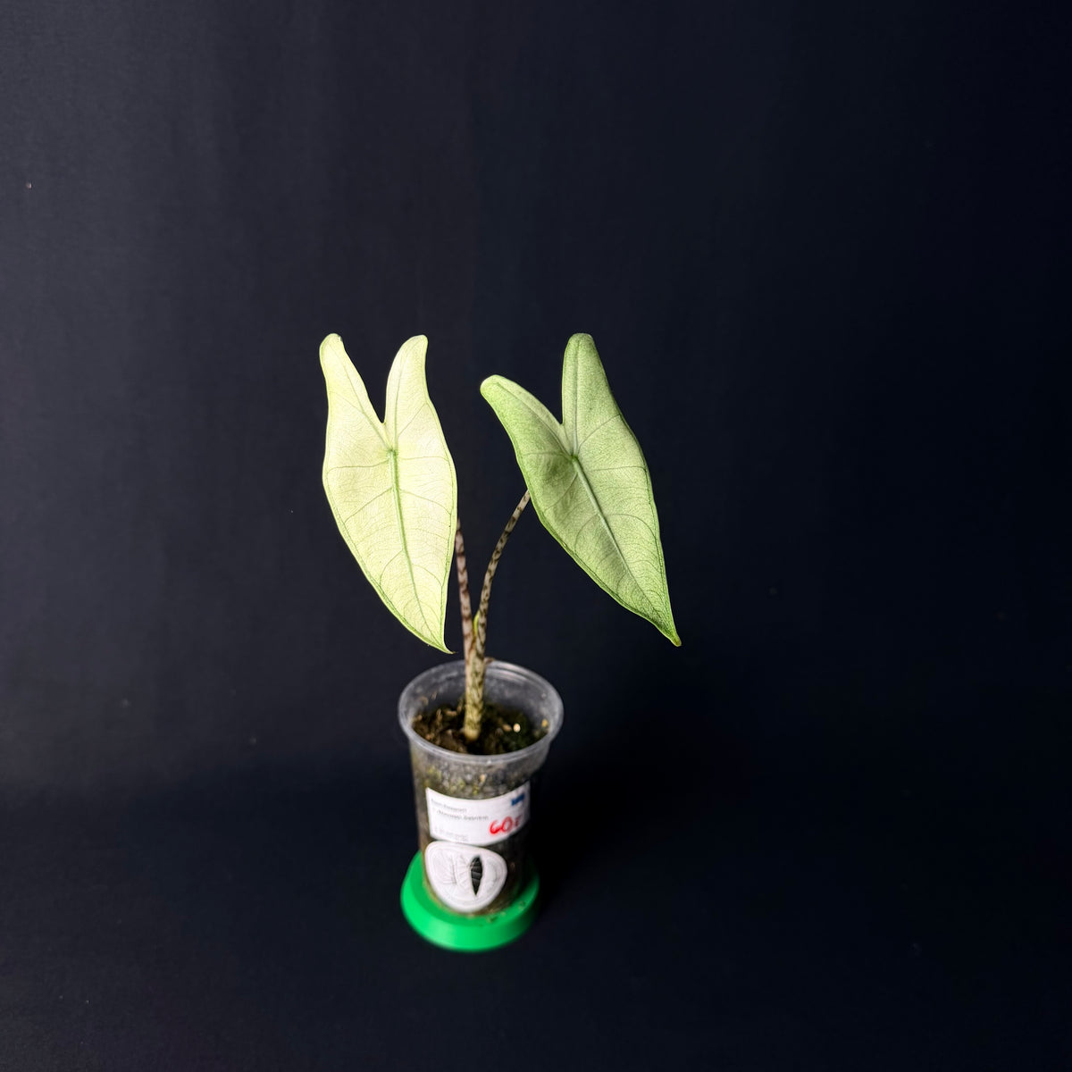 Alocasia Zebrina Albo Variegata #1-2
