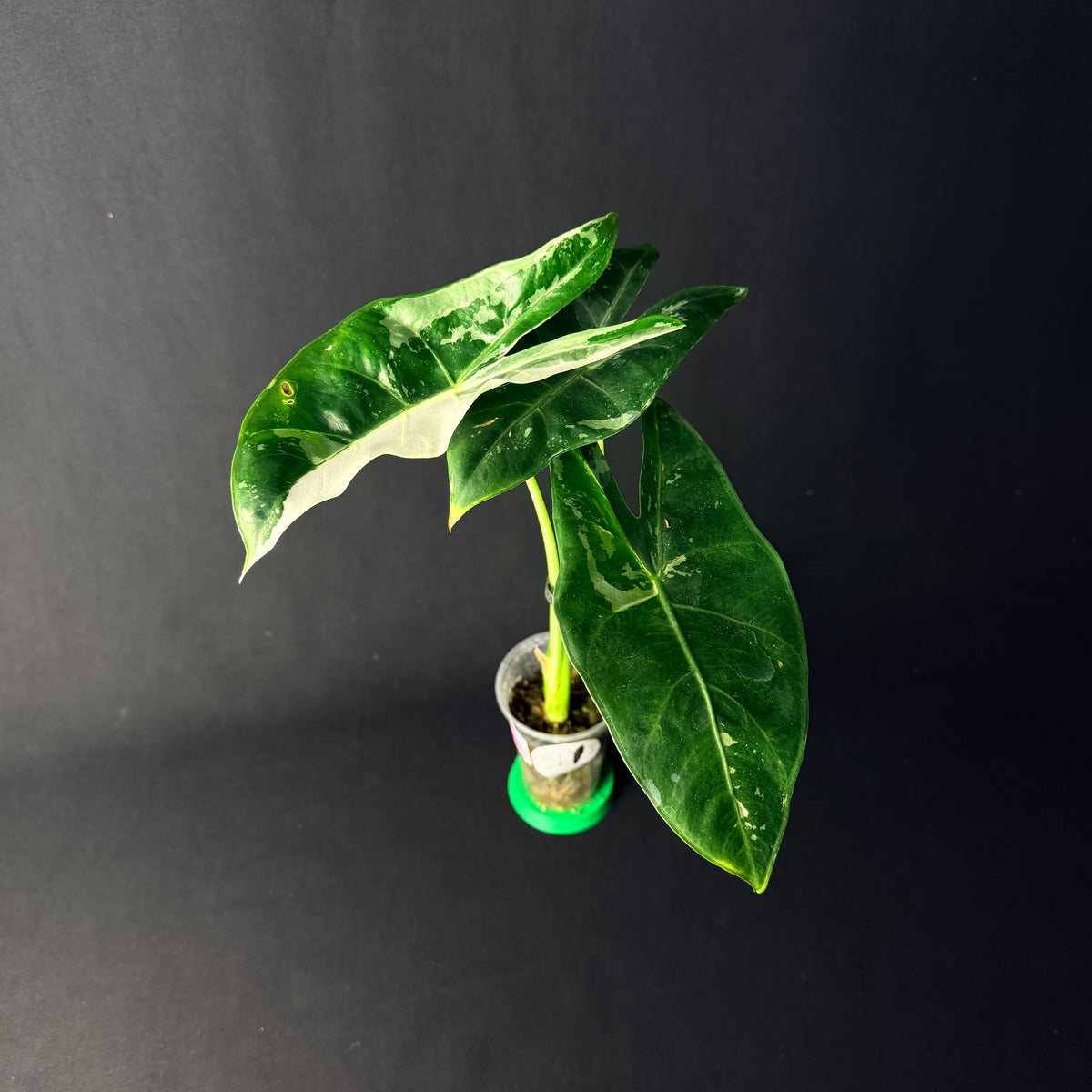 Alocasia Longiloba Albo Variegata #1-4