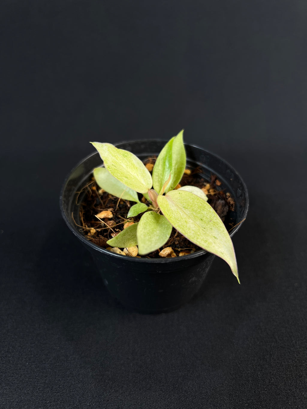 Philodendron 'Snowdrift' #3