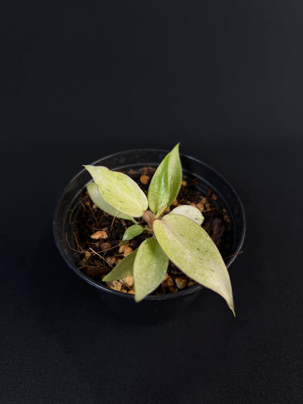 Philodendron 'Snowdrift' #3