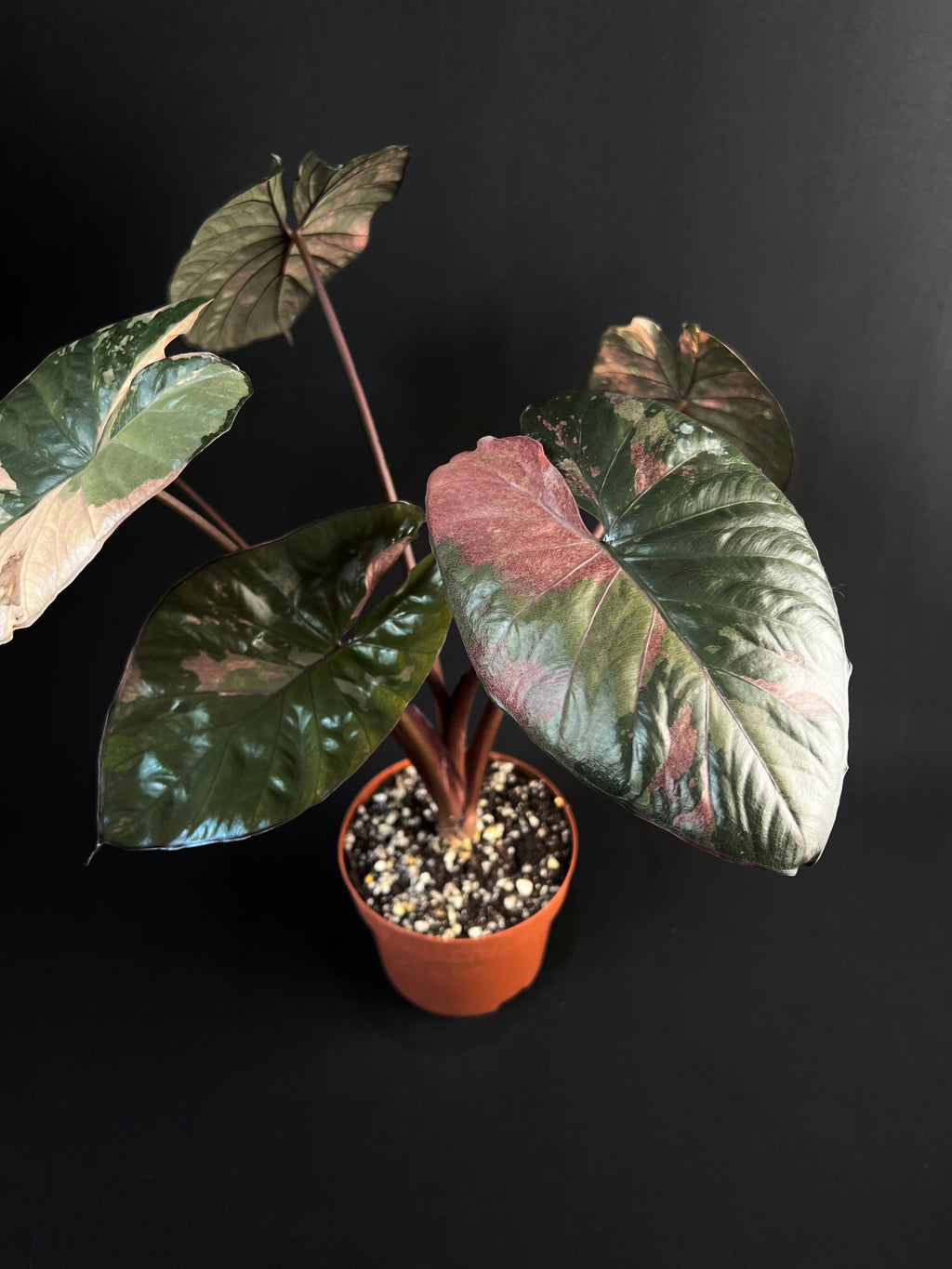 Alocasia 'Serendipity' Variegata #1