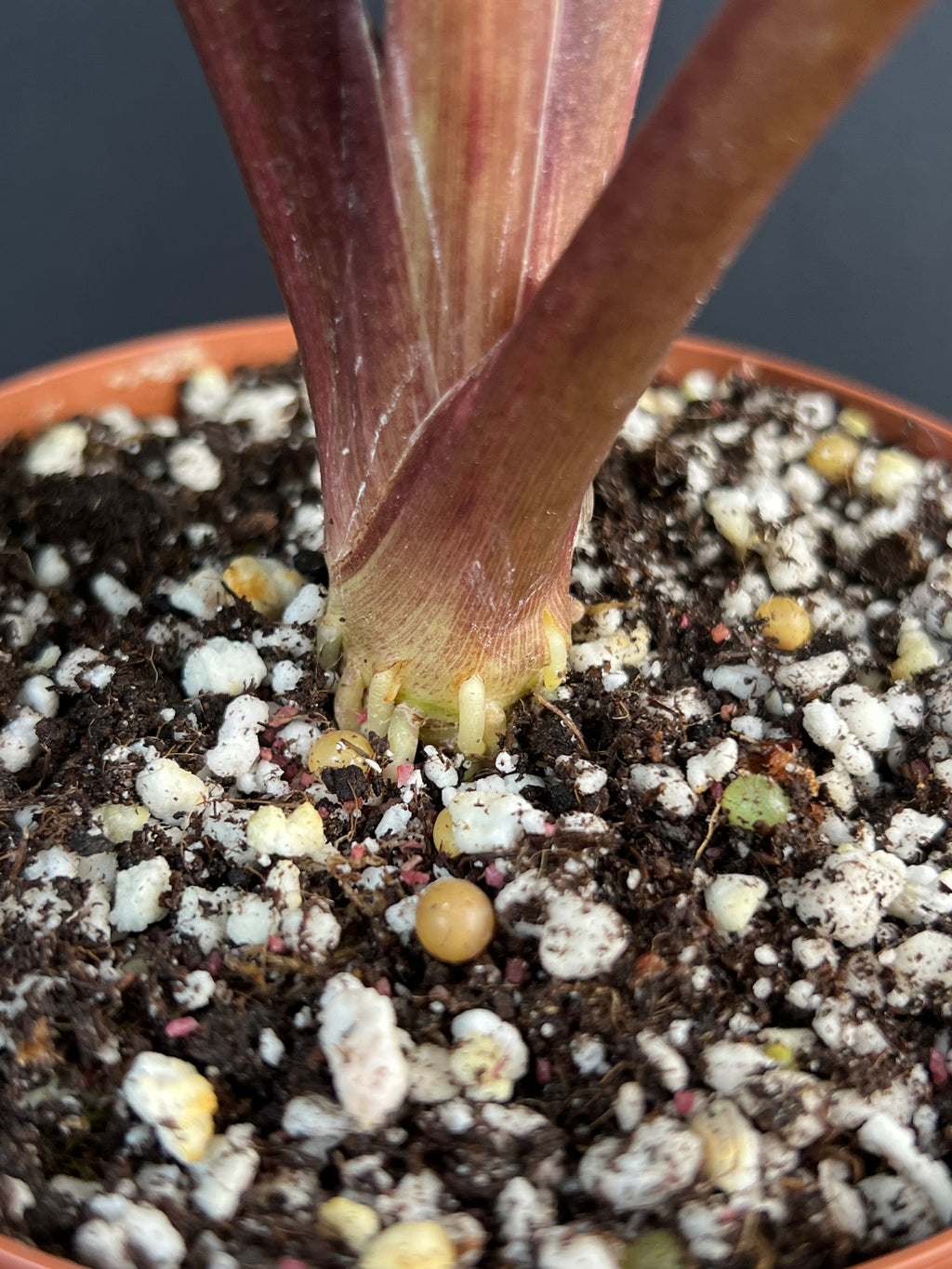 Alocasia 'Serendipity' Variegata #1