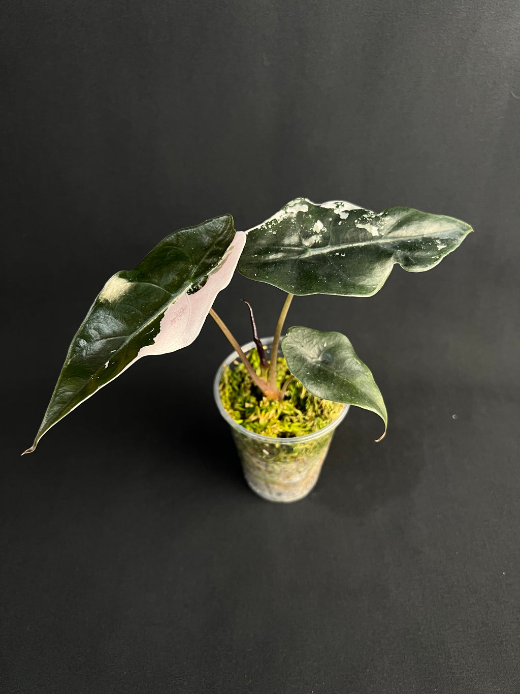 Alocasia 'Chantrierii' Variegata rose #1
