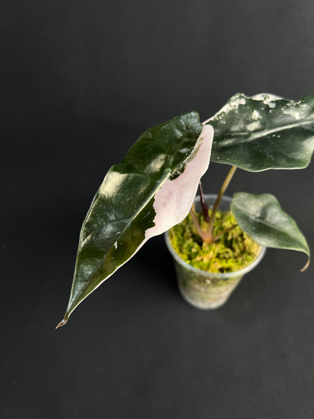 Alocasia 'Chantrierii' Variegata rose #1