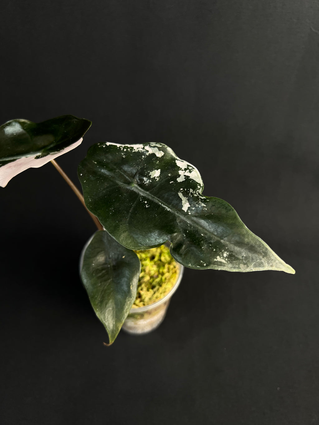 Alocasia 'Chantrierii' Variegata rose #1