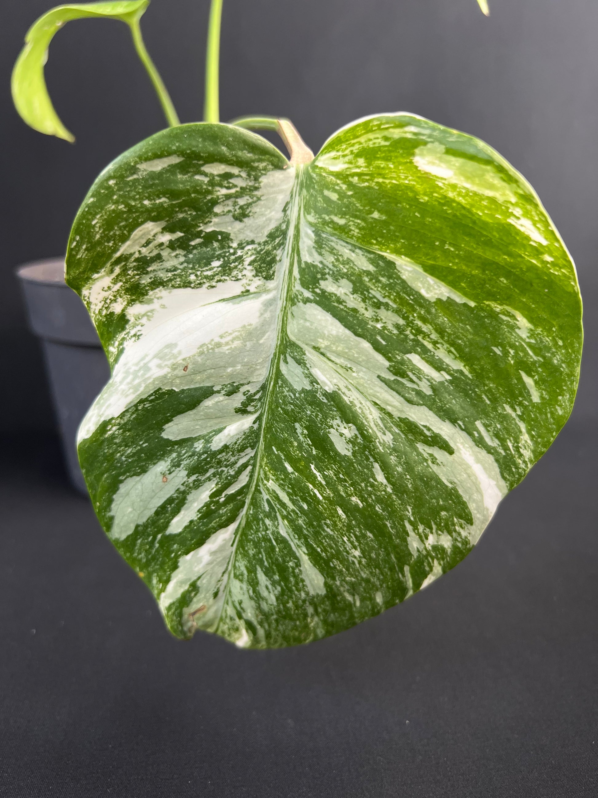 Monstera Deliciosa Variegata #1