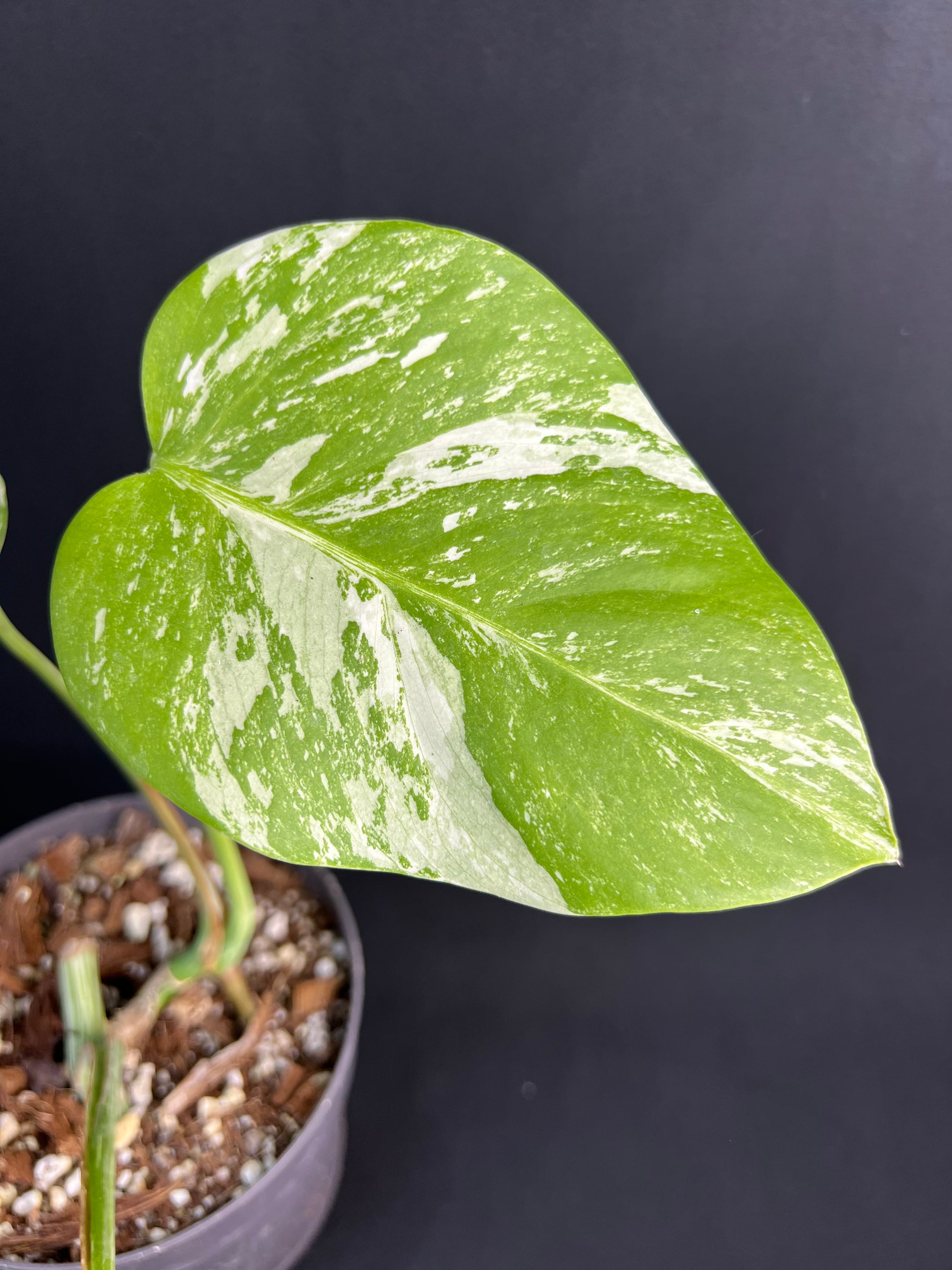 Monstera Deliciosa Variegata #1