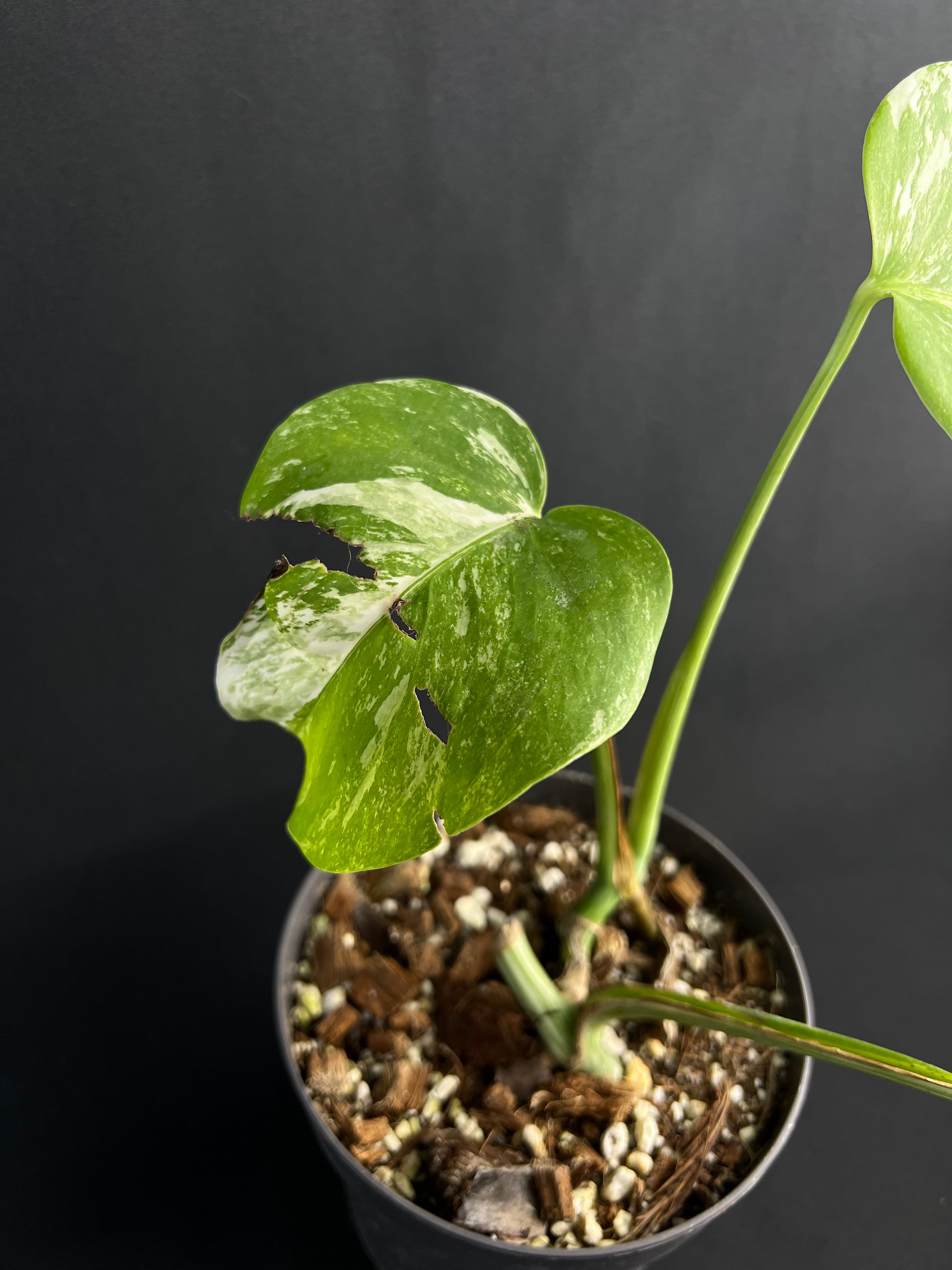 Monstera Deliciosa Variegata #1