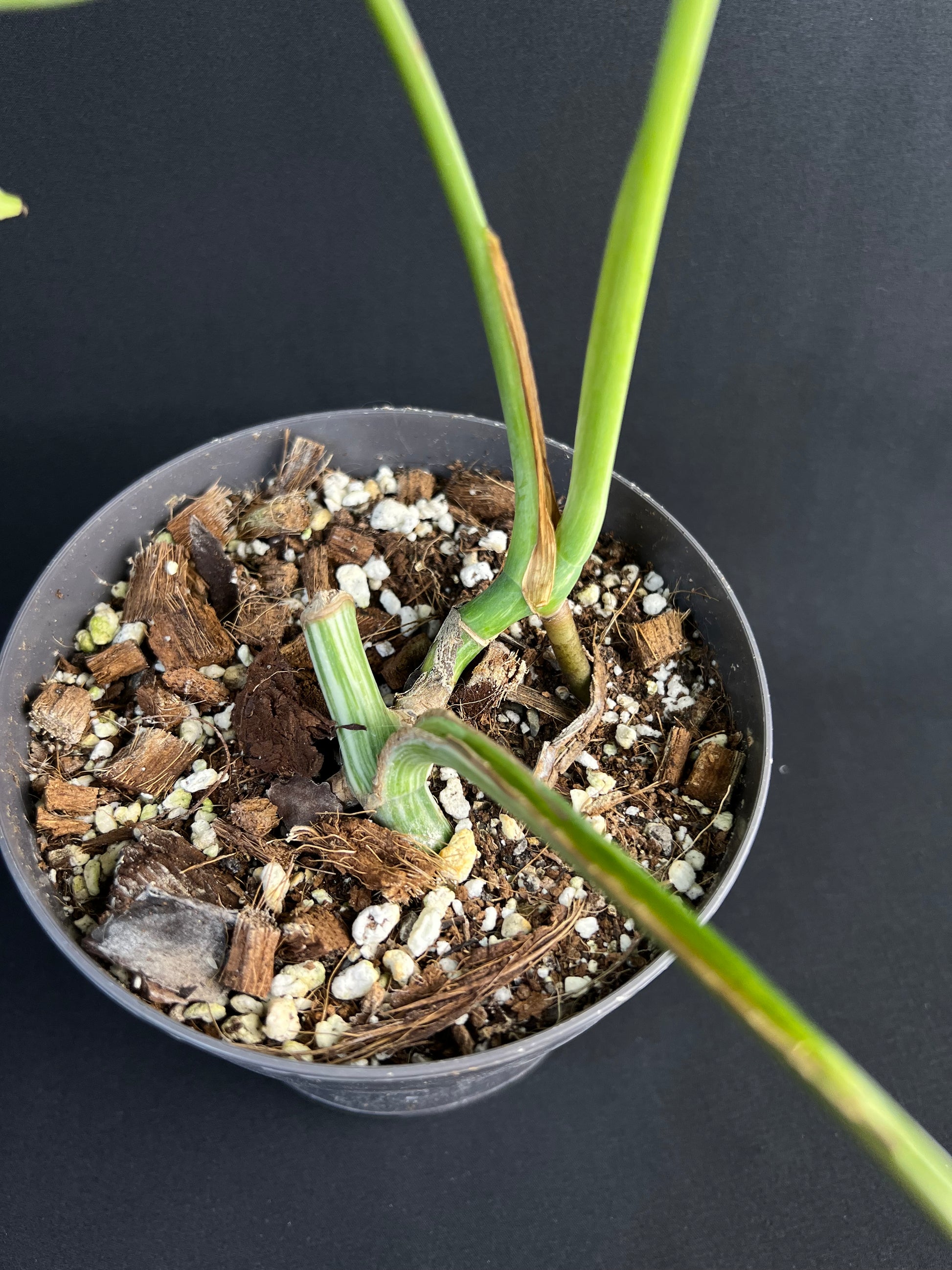 Monstera Deliciosa Variegata #1