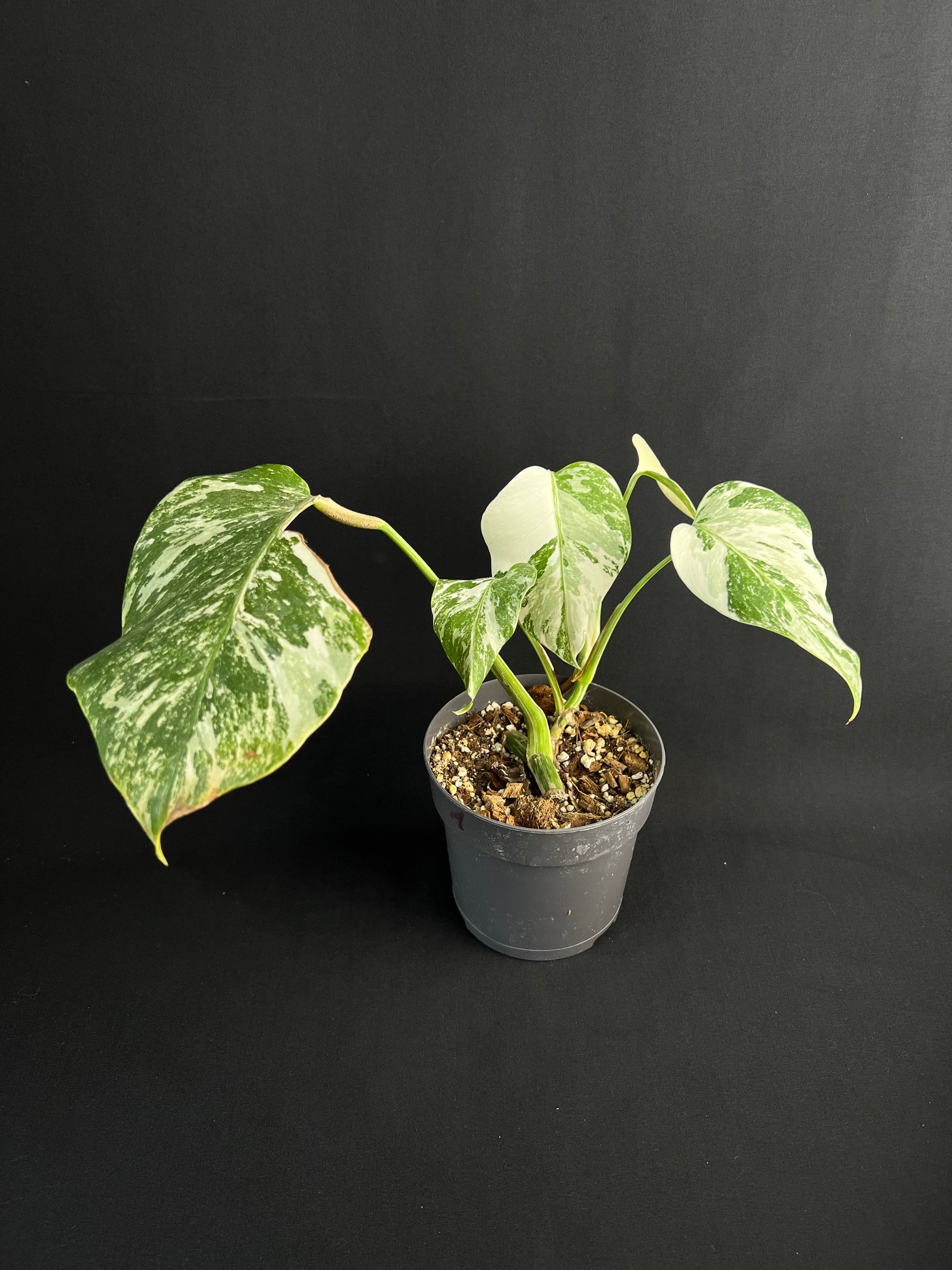 Monstera Deliciosa Variegata #2