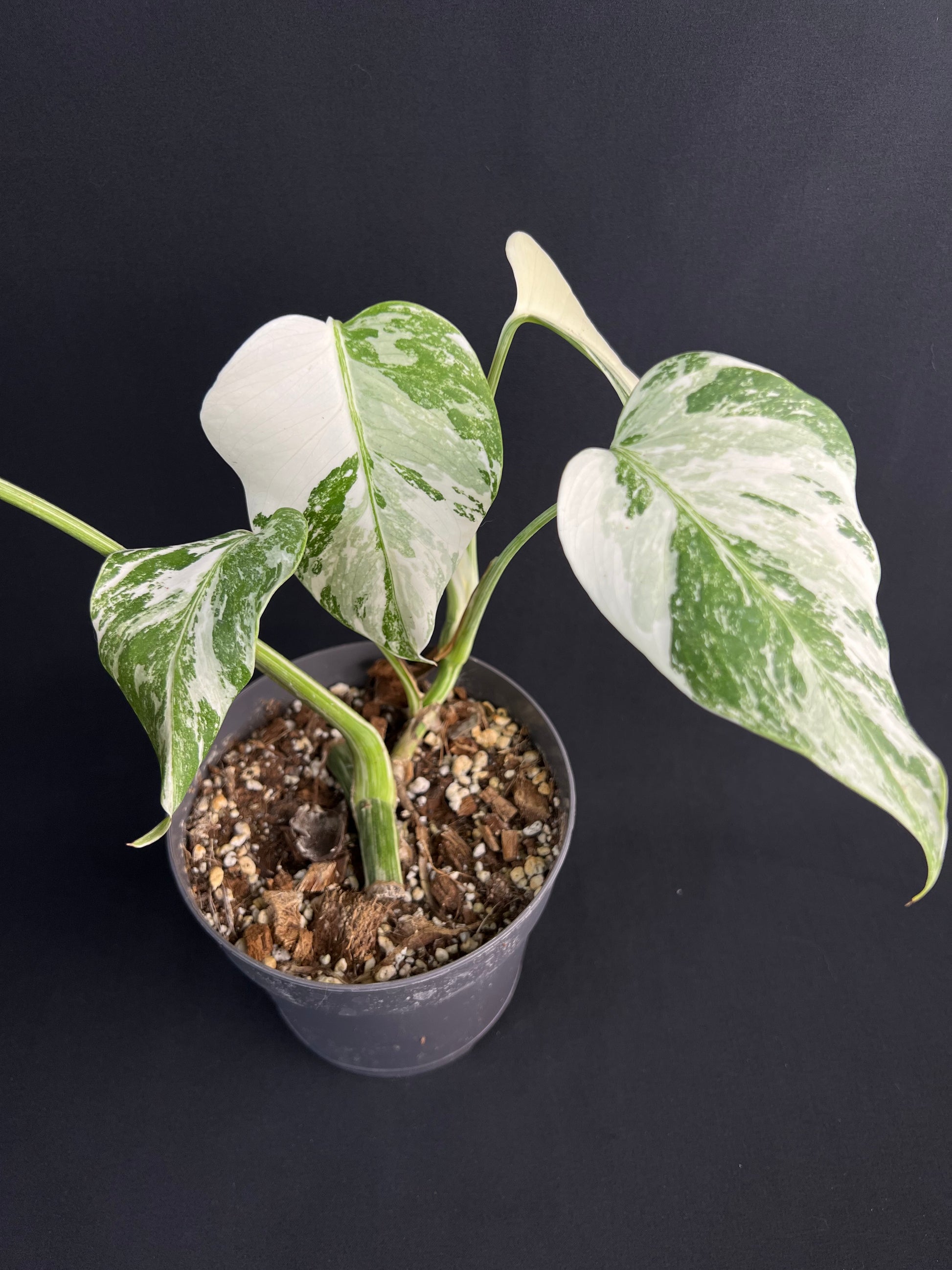 Monstera Deliciosa Variegata #2