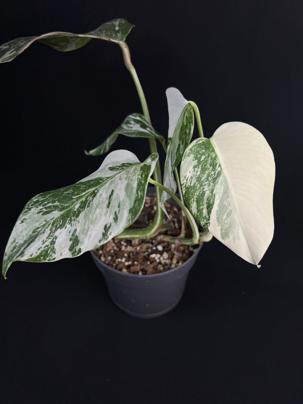 Monstera Deliciosa Variegata #2