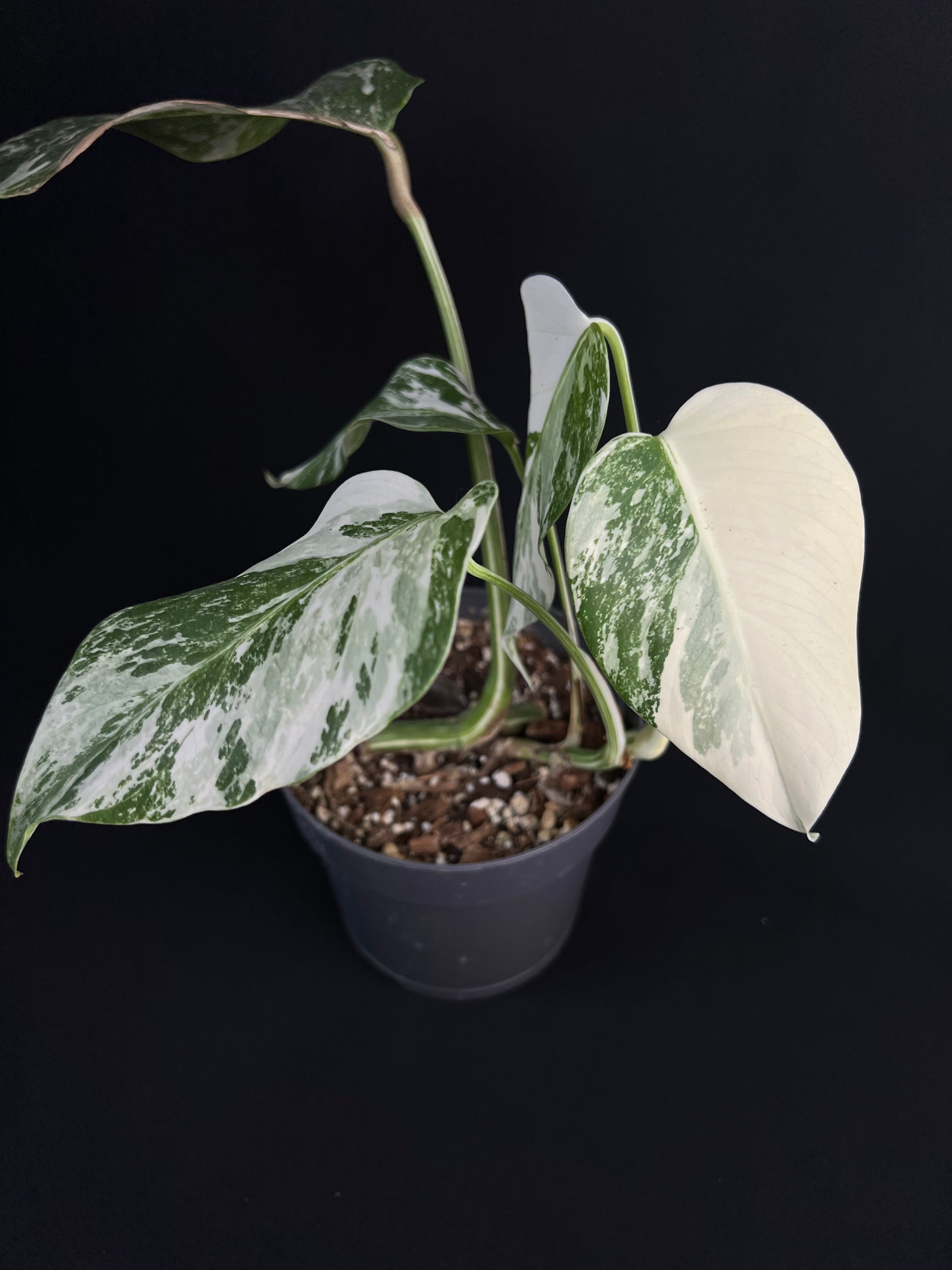 Monstera Deliciosa Variegata #2