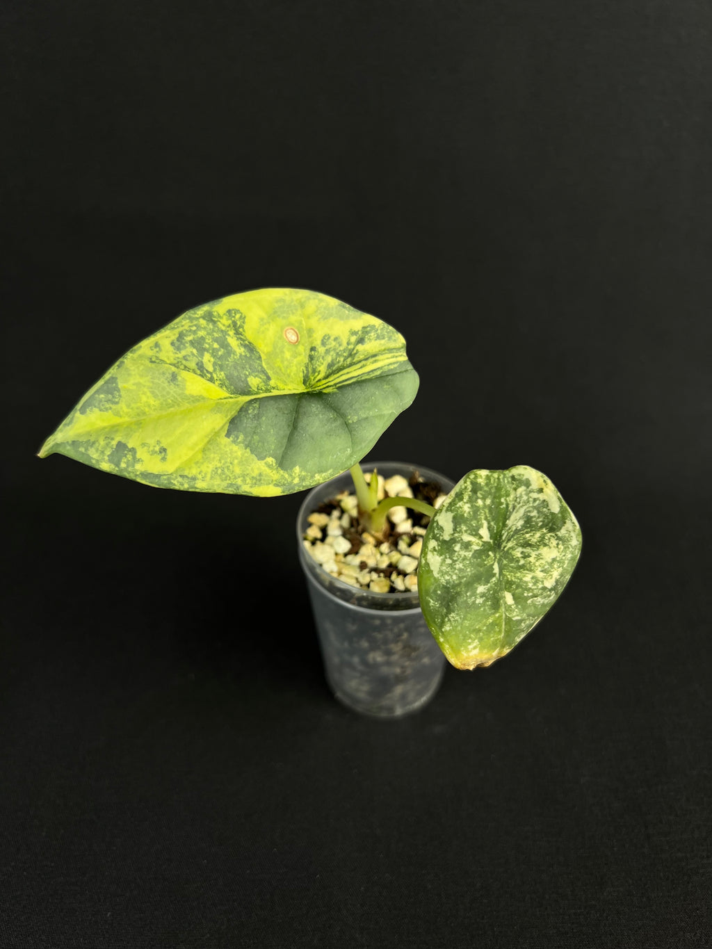 Alocasia Nebula Variegata #1