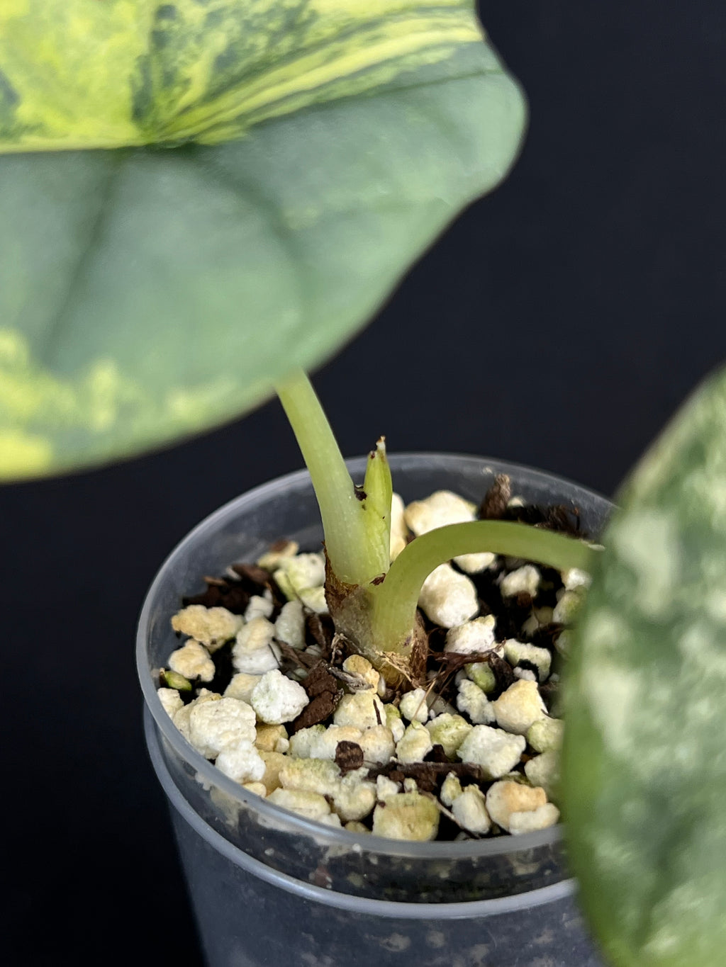Alocasia Nebula Variegata #1
