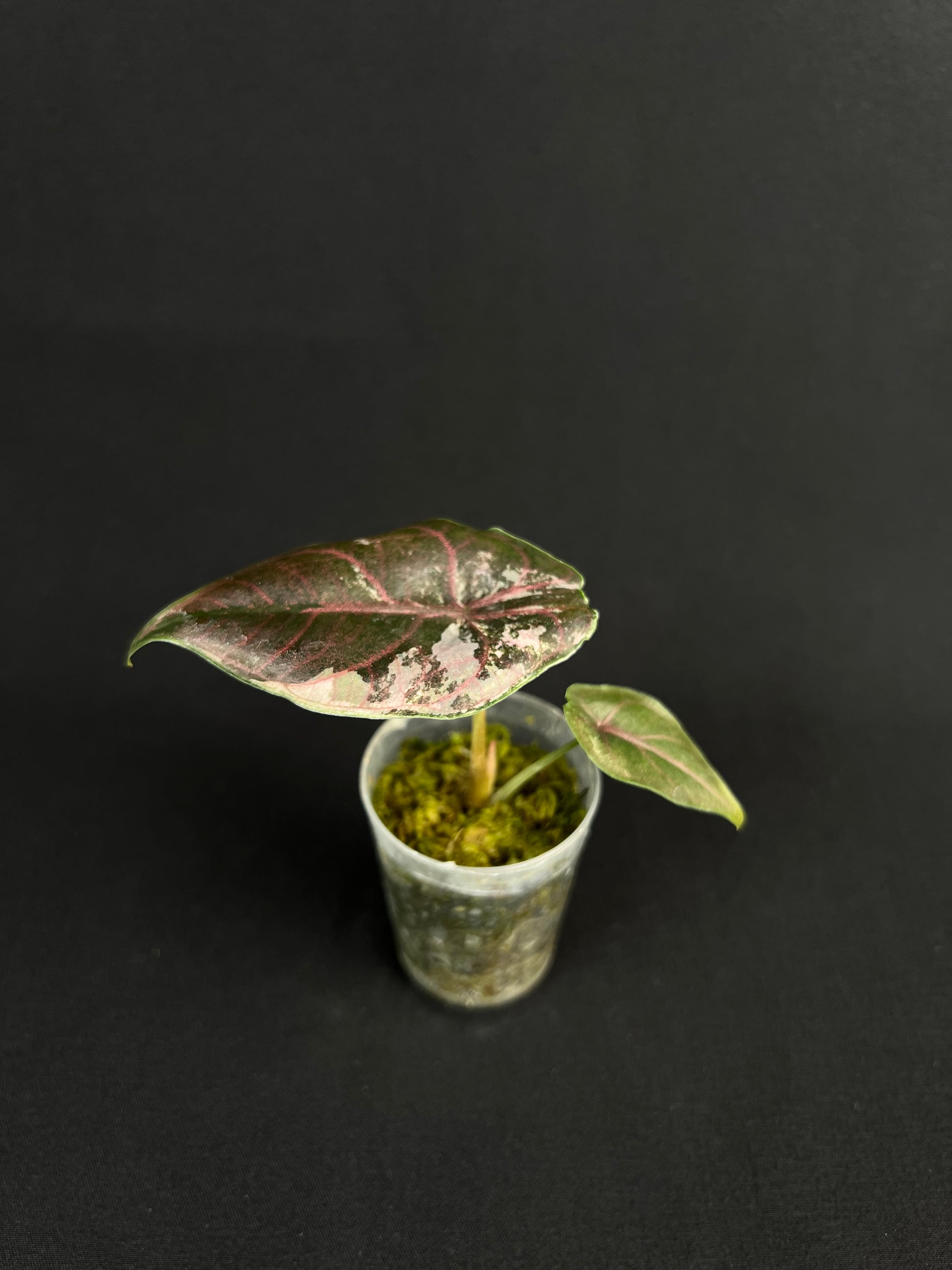 Alocasia Azlanii Albo/Rose Variegata #1