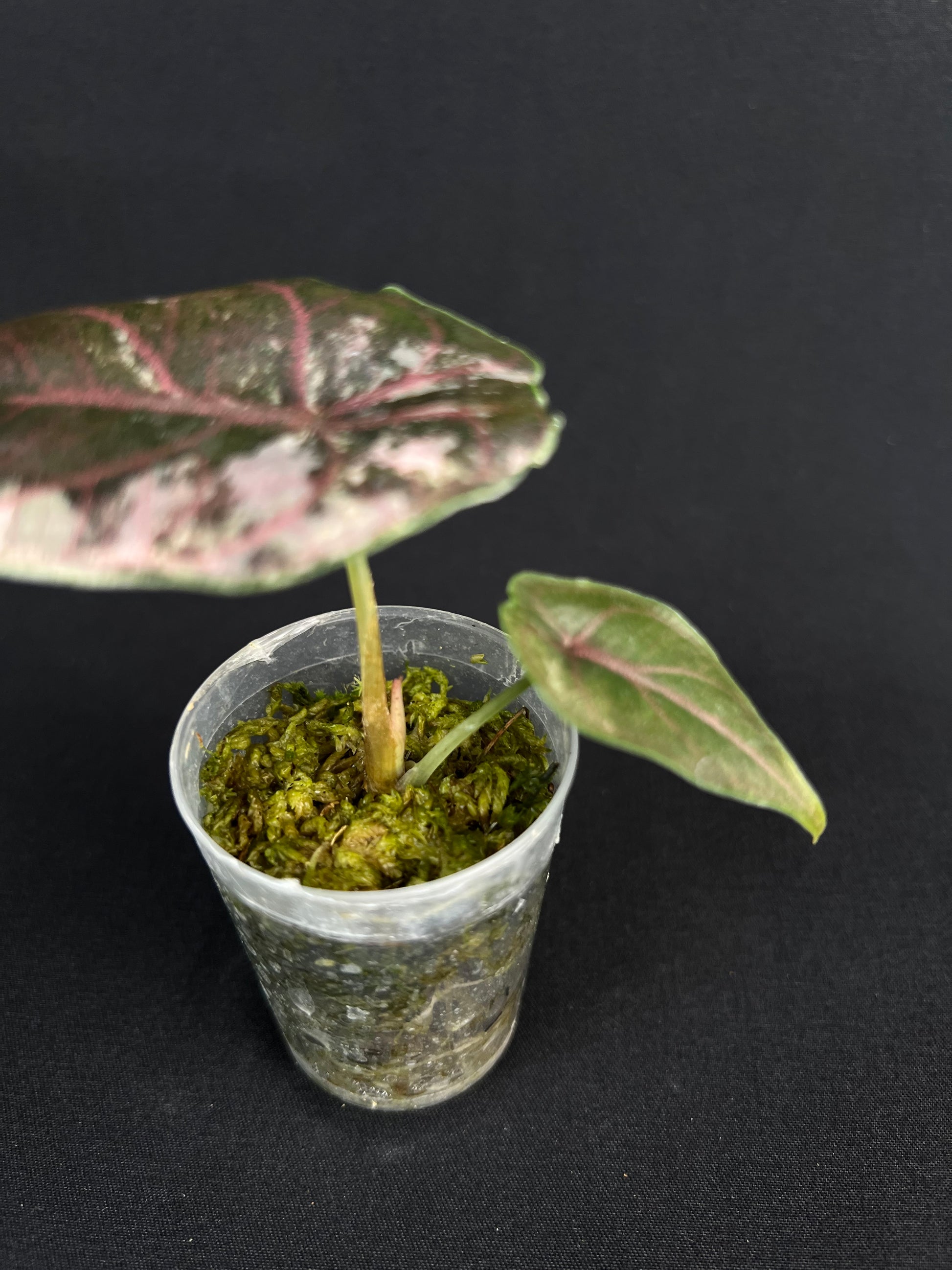 Alocasia Azlanii Albo/Rose Variegata #1